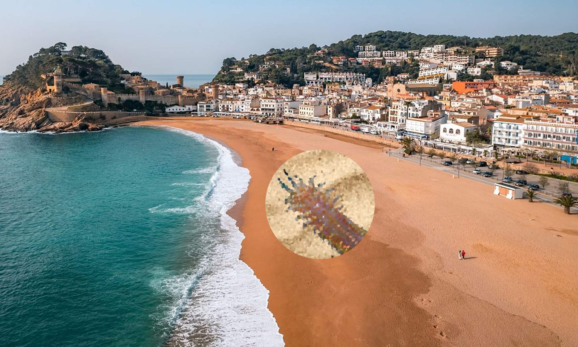 Una playa de España y una foto del gusano.