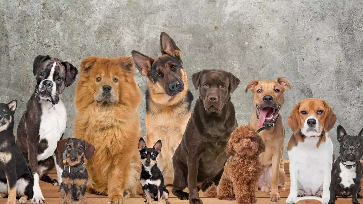 Perros de distintas razas