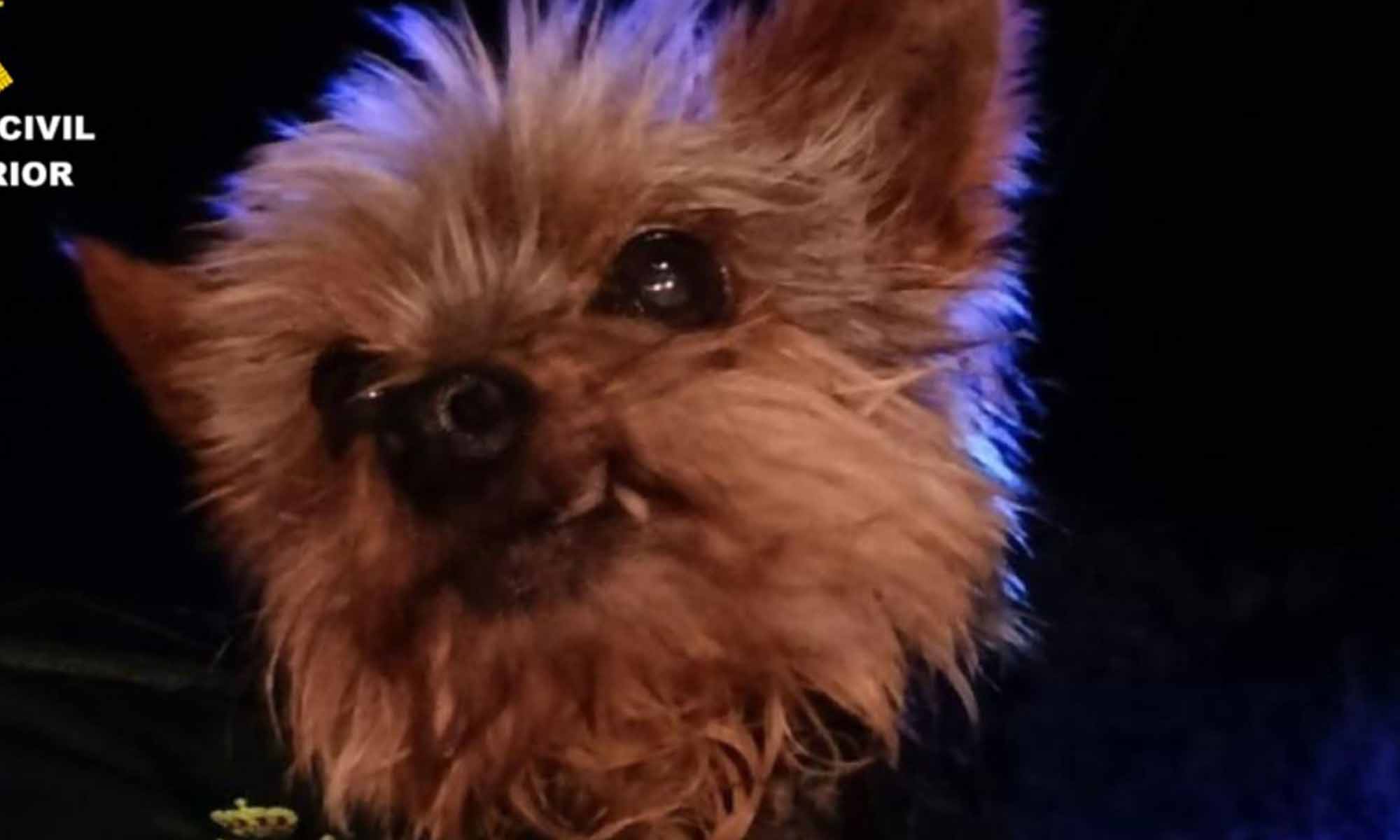 Lucas, el perro héroe
