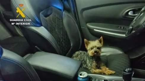 Perro héroe Perro héroe