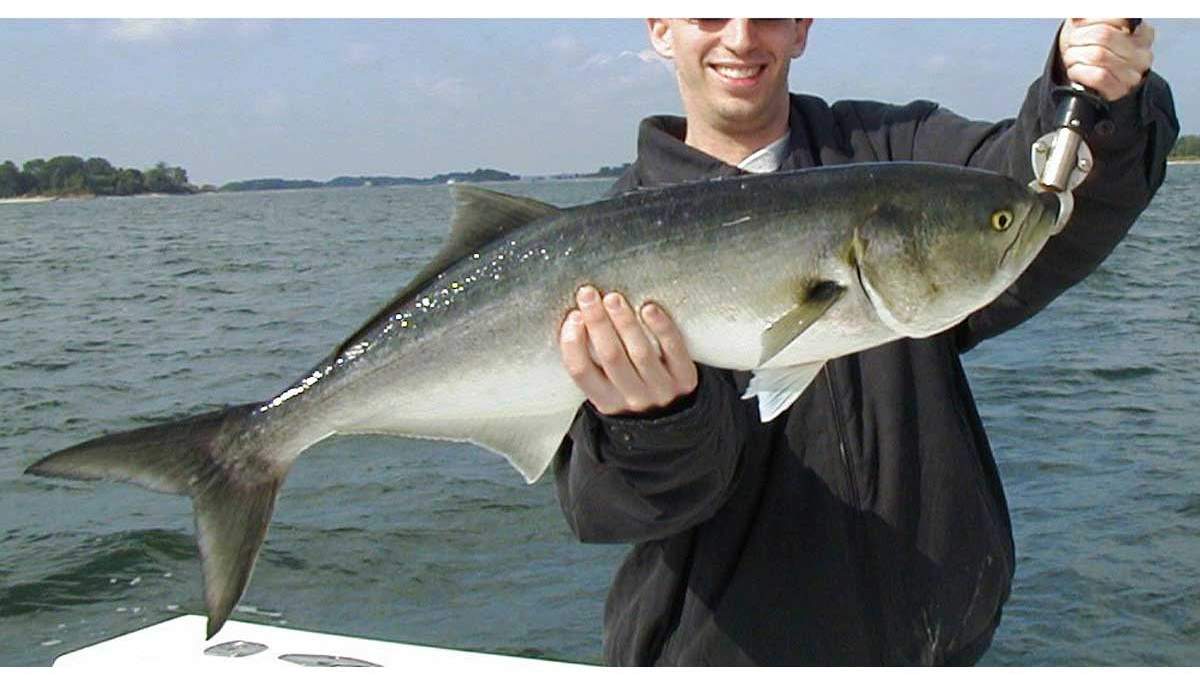 pez anjova pesca