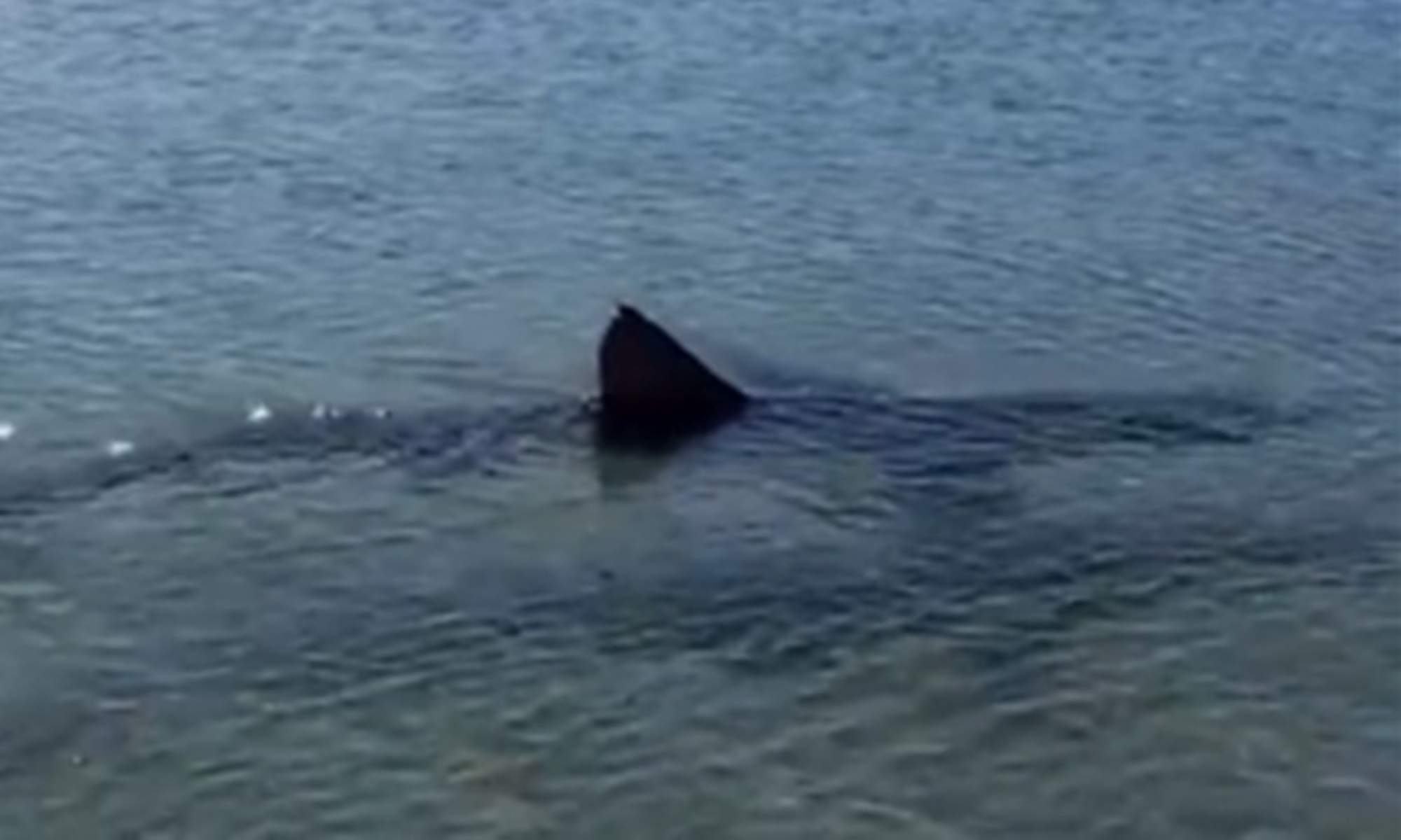 Esta es la zona de España con más tiburones