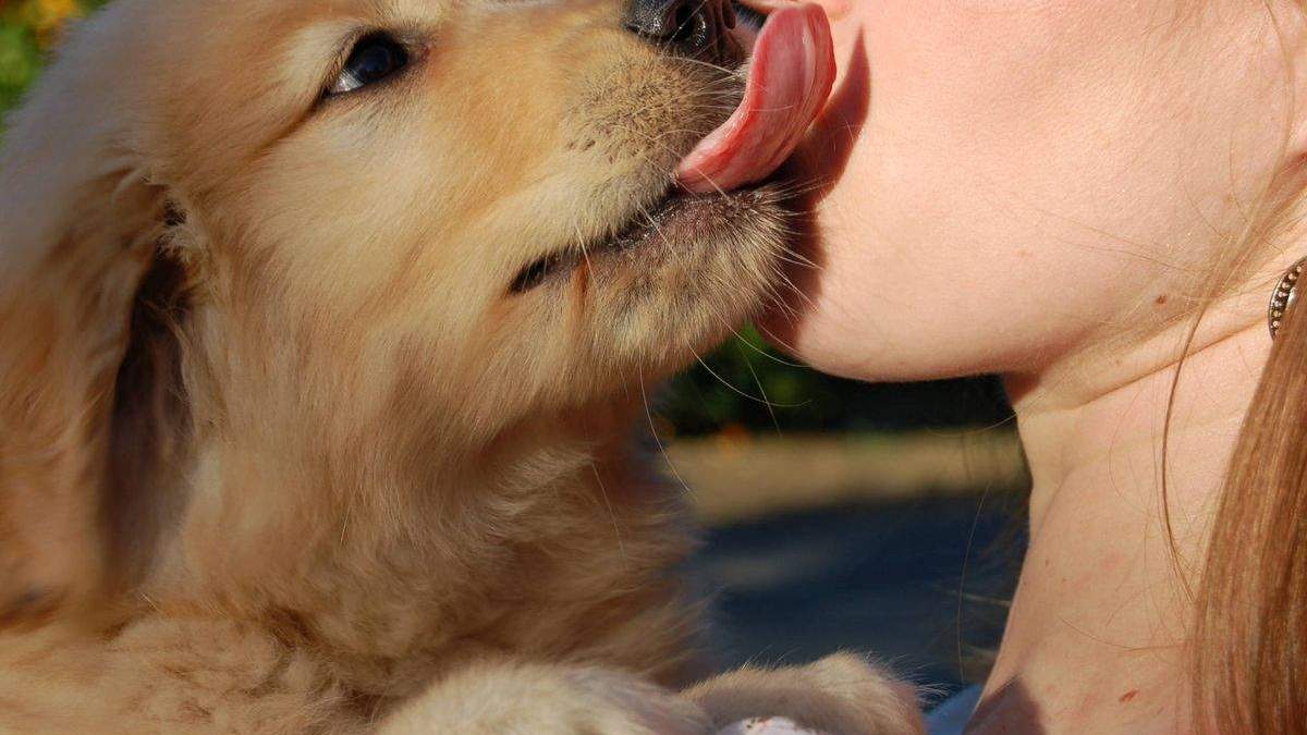 Los perros son parte de nuestra vida Los perros son parte de nuestra vida