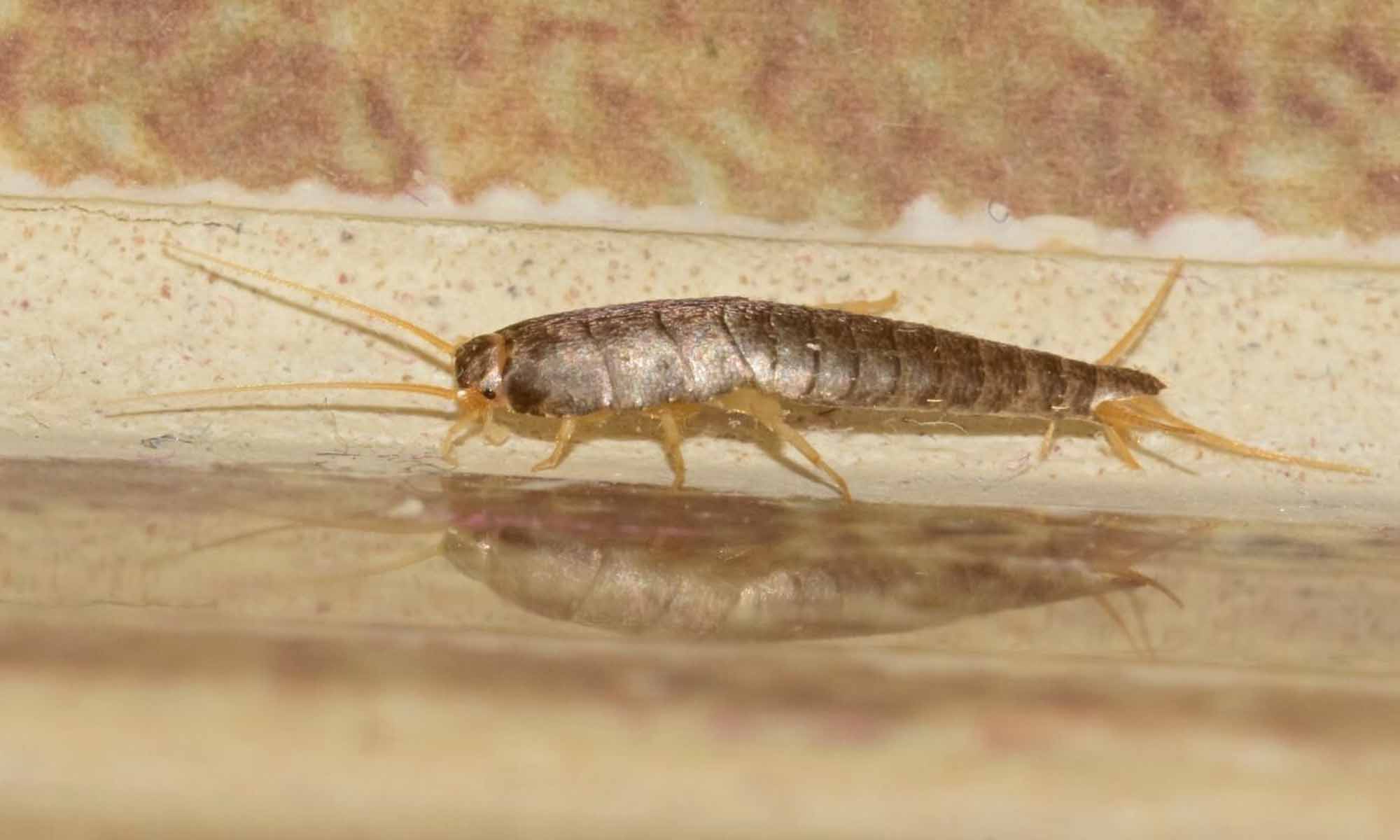 Insecto en suelo de casa