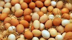 Diferentes huevos de granja.