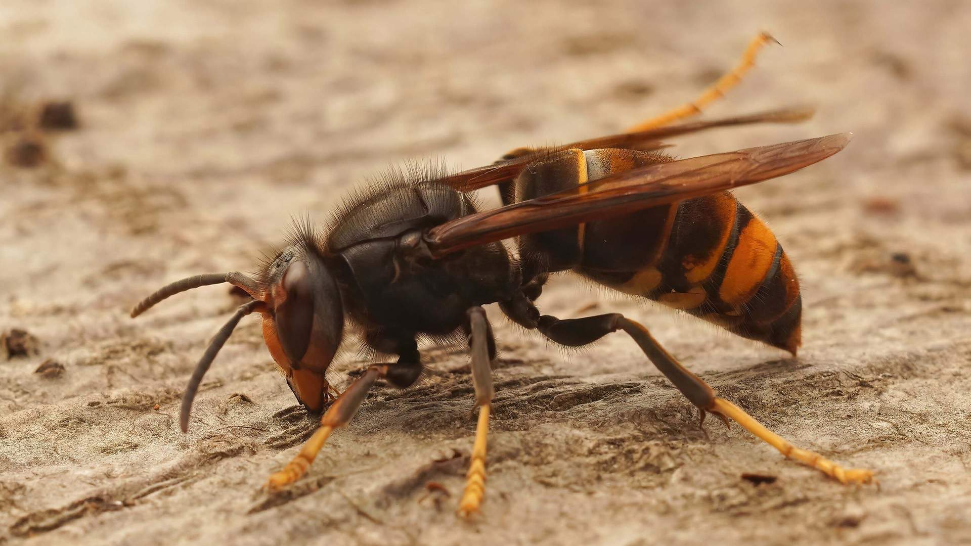 Los expertos coinciden: la picadura de avispa causa un dolor más intenso que la de abeja durante 10 minutos