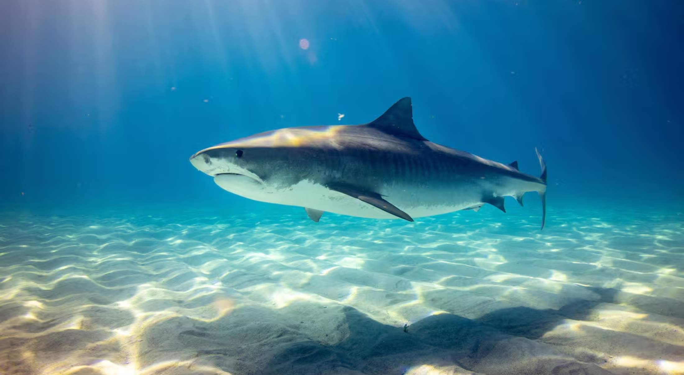 La zona más peligrosa por los ataques de Tiburón