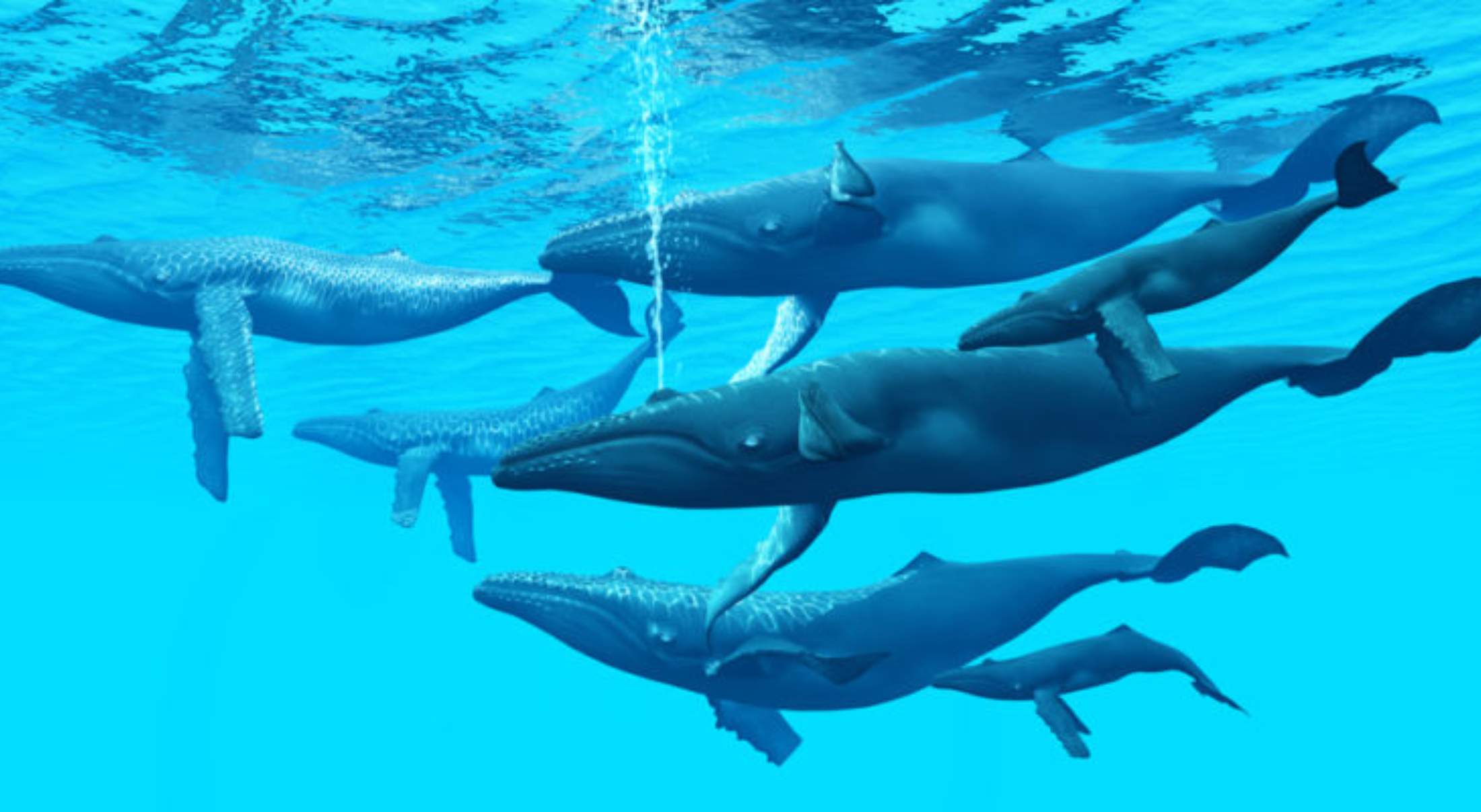 Las aguas de España se llenan de ballenas