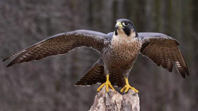 Un halcón peregrino, abriendo sus alas antes de iniciar un vuelo.
