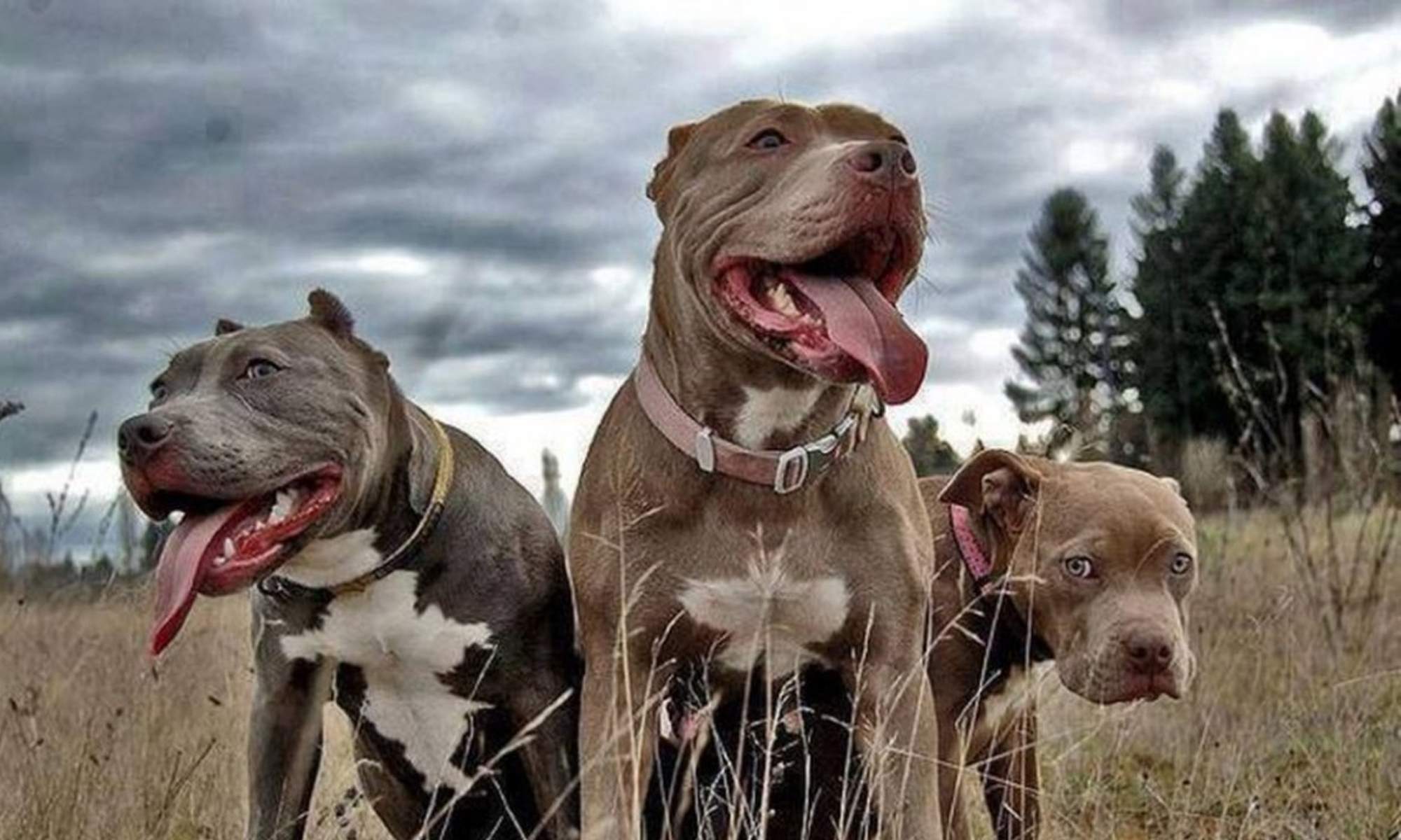 Unos perros pit bull en el campo.