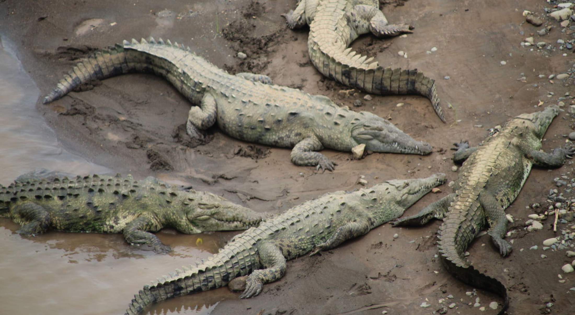 El río Tárcoles acumula el mayor número de cocodrilos