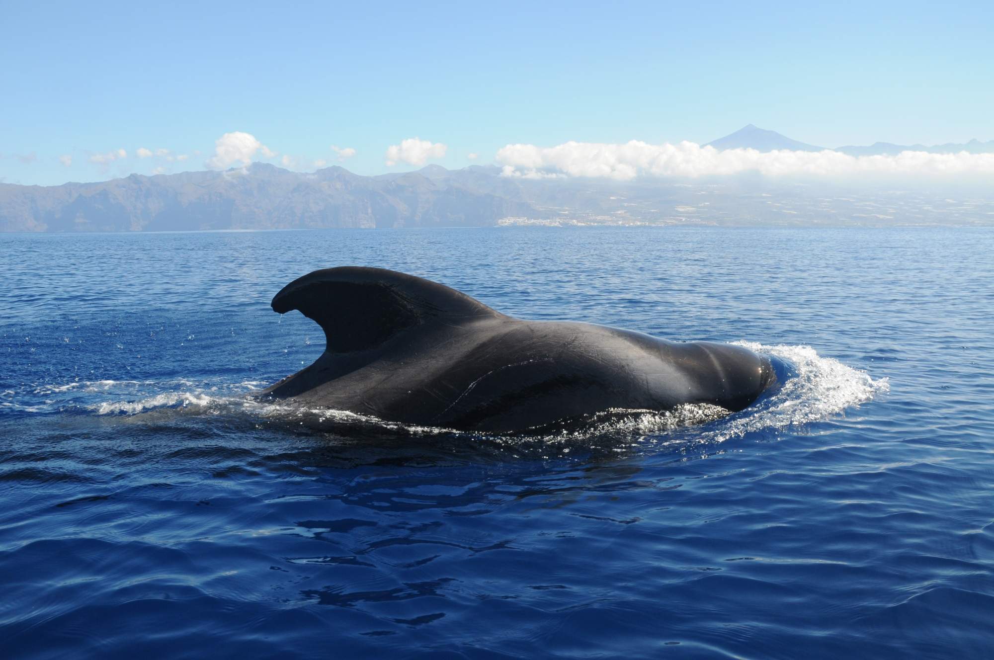 Las islas ideales para ver ballenas en España: clima subtropical, lugar de paso de muchos cetáceos y una profundidad del mar de 1000 metros